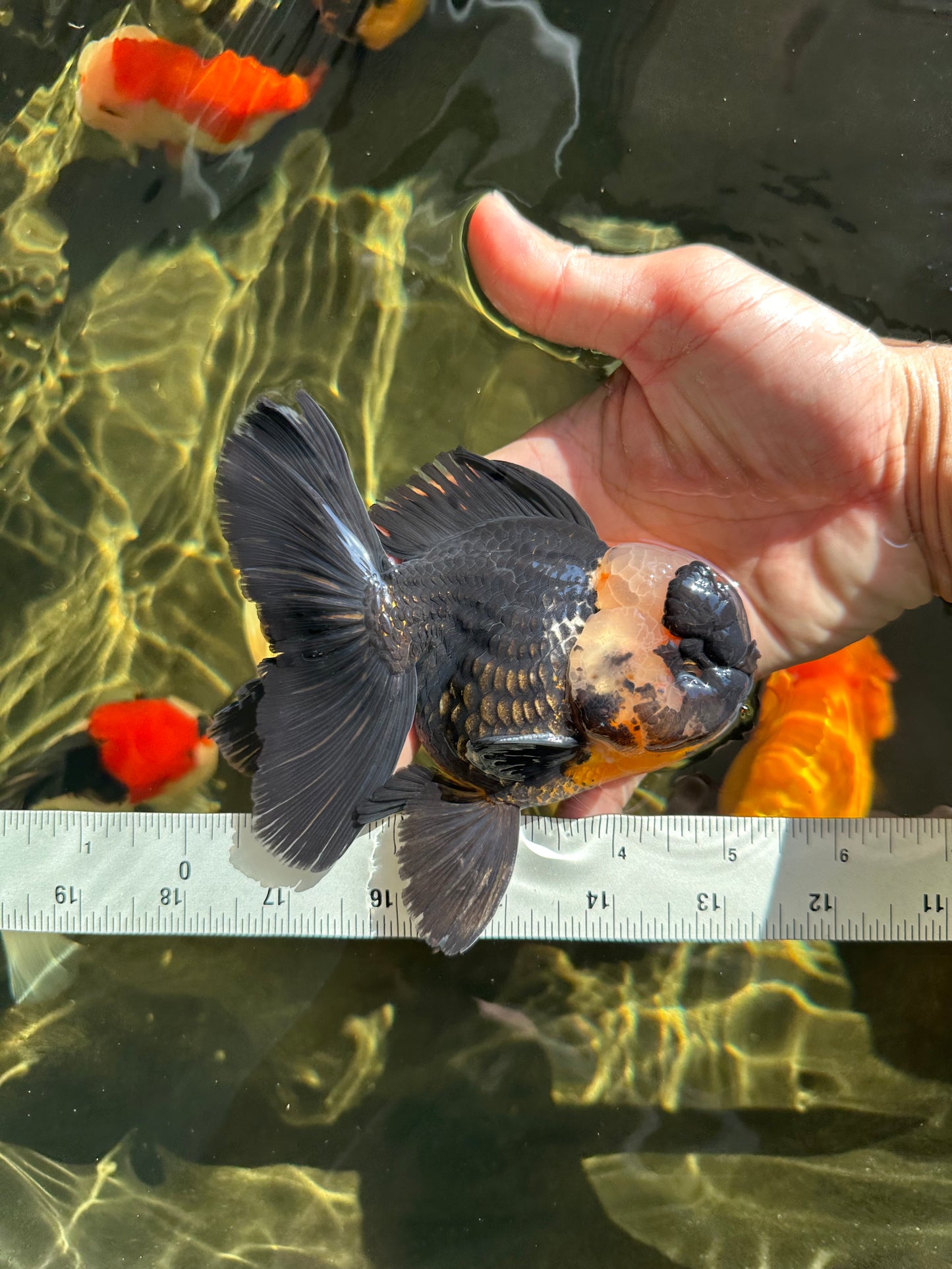 AAA Grade Tricolor Oranda Male 5 inches #050925OR_39