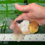 A Grade Lemonhead Oranda Male 5 inches #0830OR_22