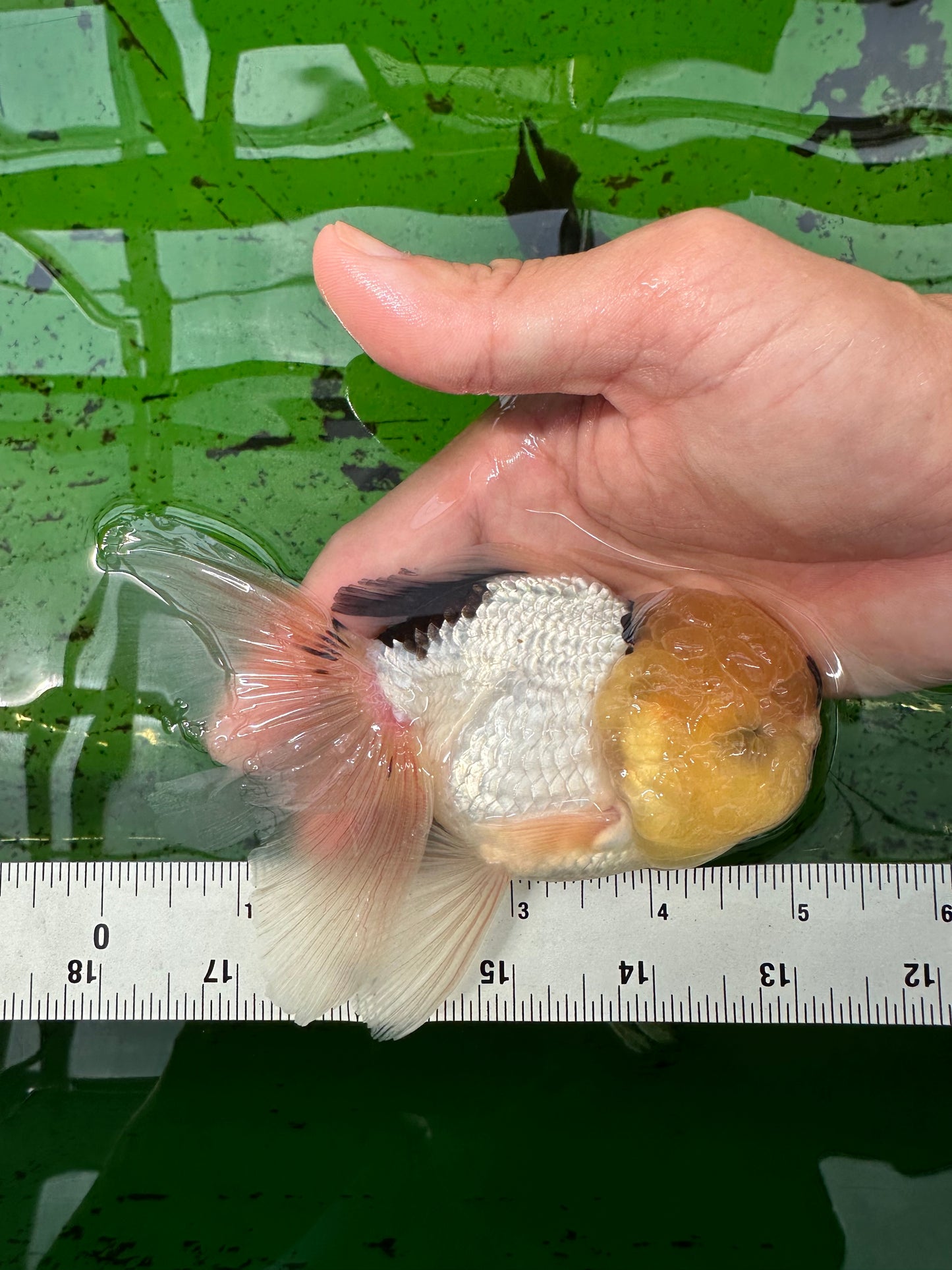 Oranda macho de cabeza de limón de grado A de 5 pulgadas n.° 0830OR_22