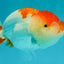 SUPER CUTE A Grade Red White LionQueen 4-4.5 inches #050826LC_14
