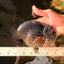 JAMES BOND AAA Grade Black Ranchu Female 6 inches #100926RC_34