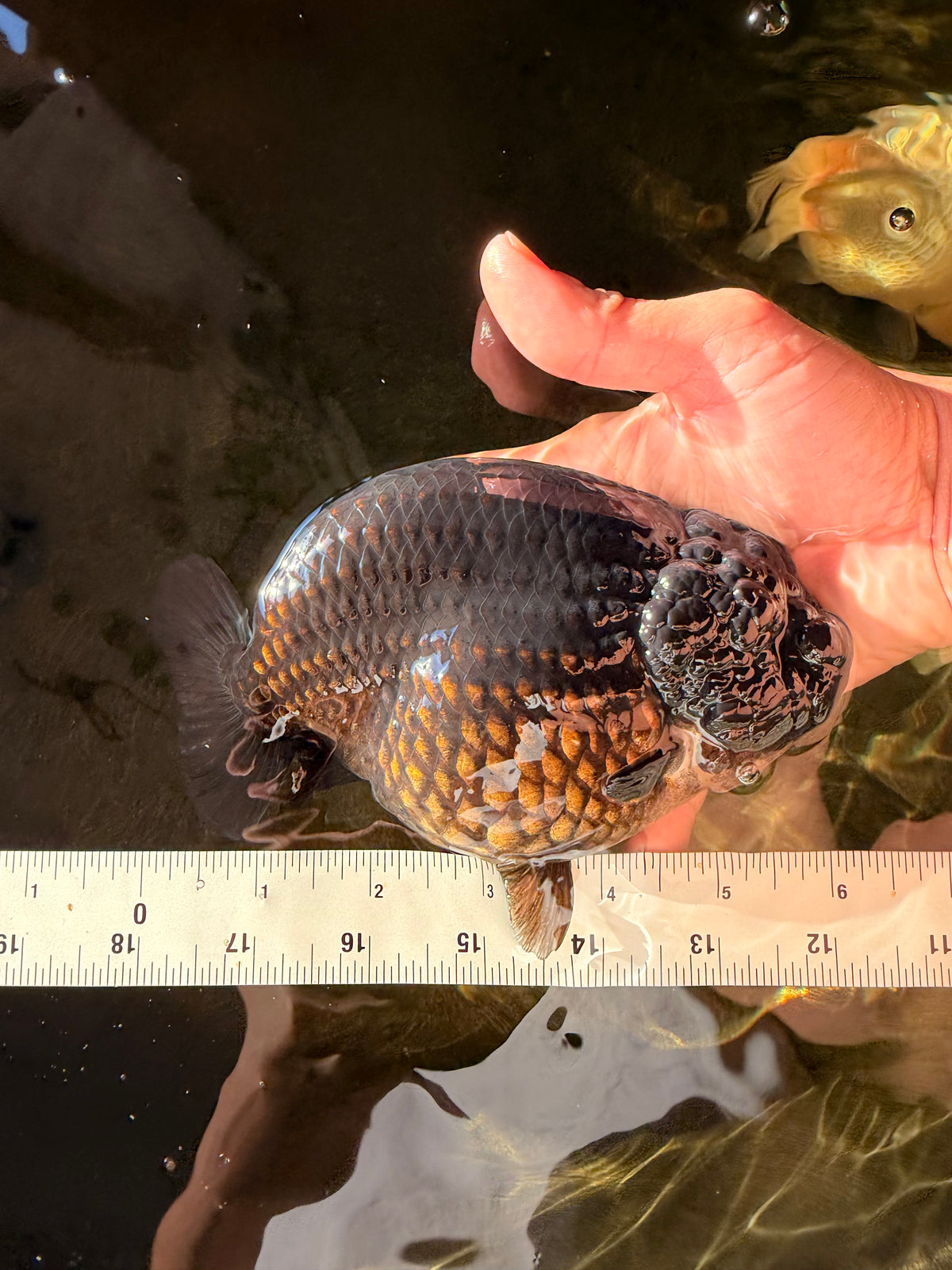 JAMES BOND AAA Grade Black Ranchu Female 6 inches #100926RC_34