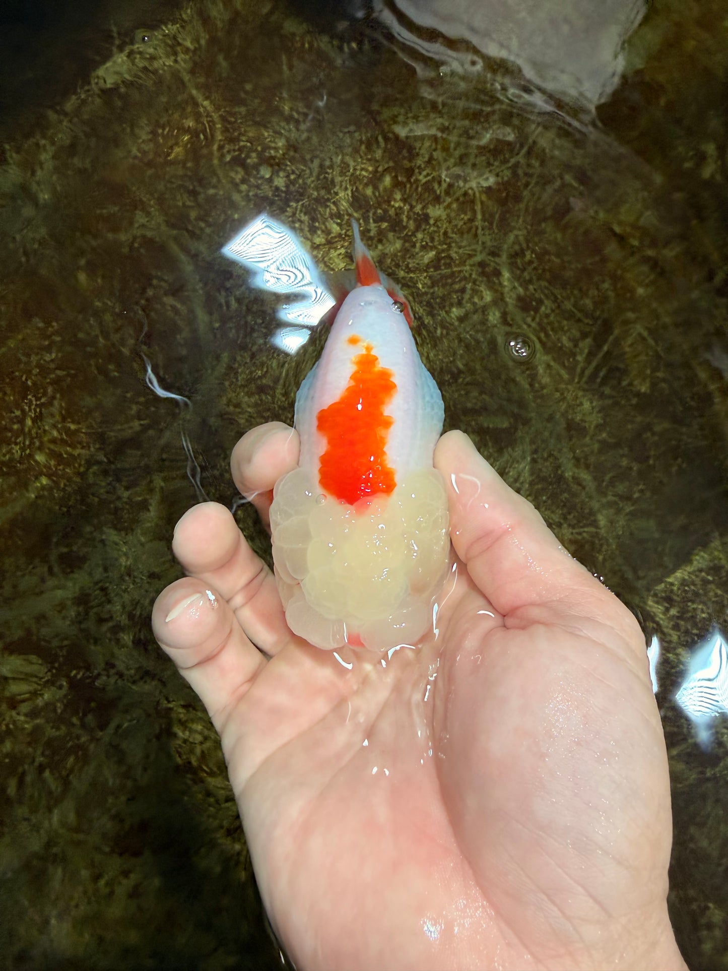 FLUFFY A Grade Red White LionQueen 4 inches #121225LC_07