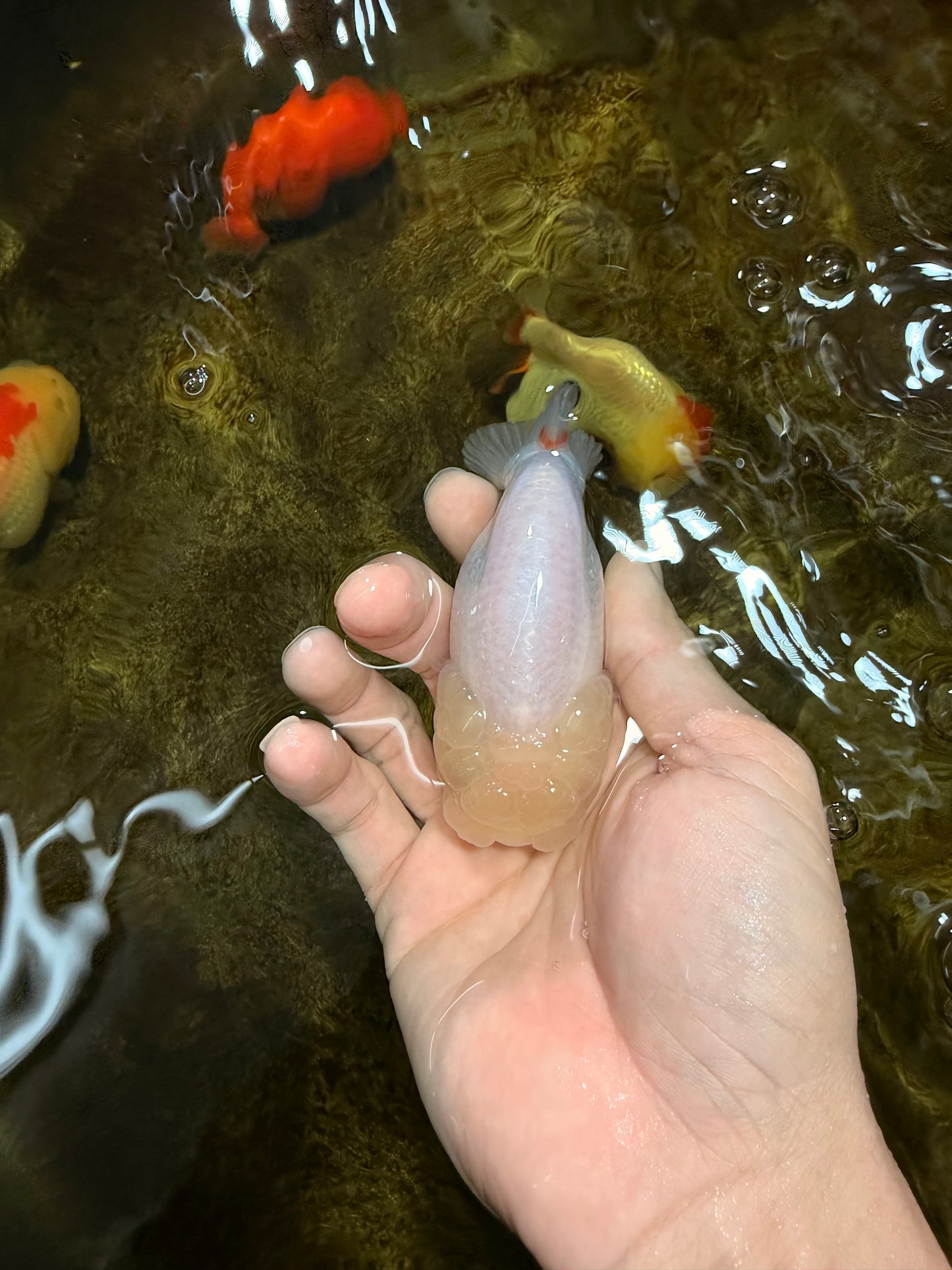 White Lionchu Female 3.5 inches #103125LC_23