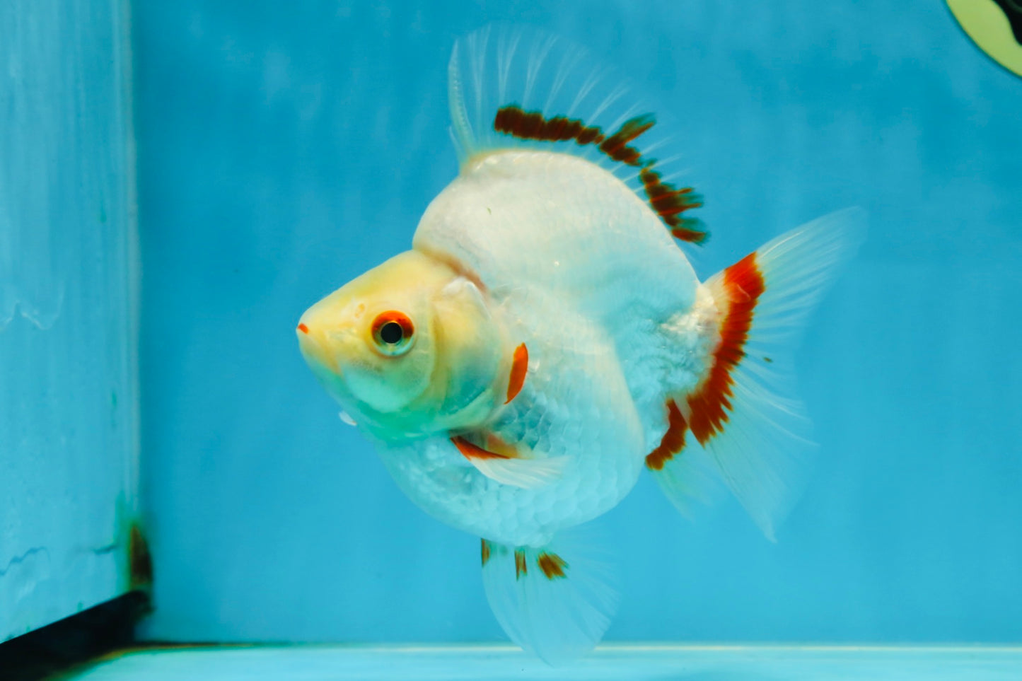 AAA Grade Red White Ryukin Female 5-5.5 inches #060625RK_33