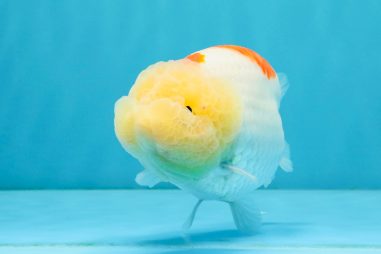 A Grade Red White LionQueen 5 inches #041026LC_14