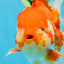 AAA Grade Young Godzilla Red White Oranda Male 6 inches #081525OR_07