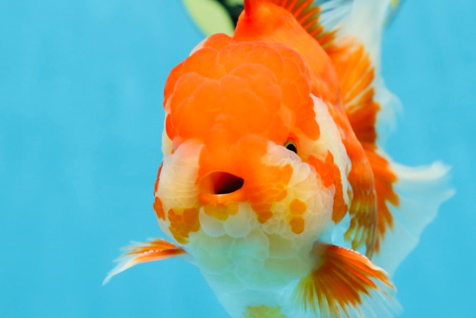 AAA Grade Young Godzilla Red White Oranda Male 6 inches #081525OR_07
