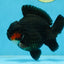 BATMAN A Grade Tricolor Yuanbao Male 5 inches #110725YB_08