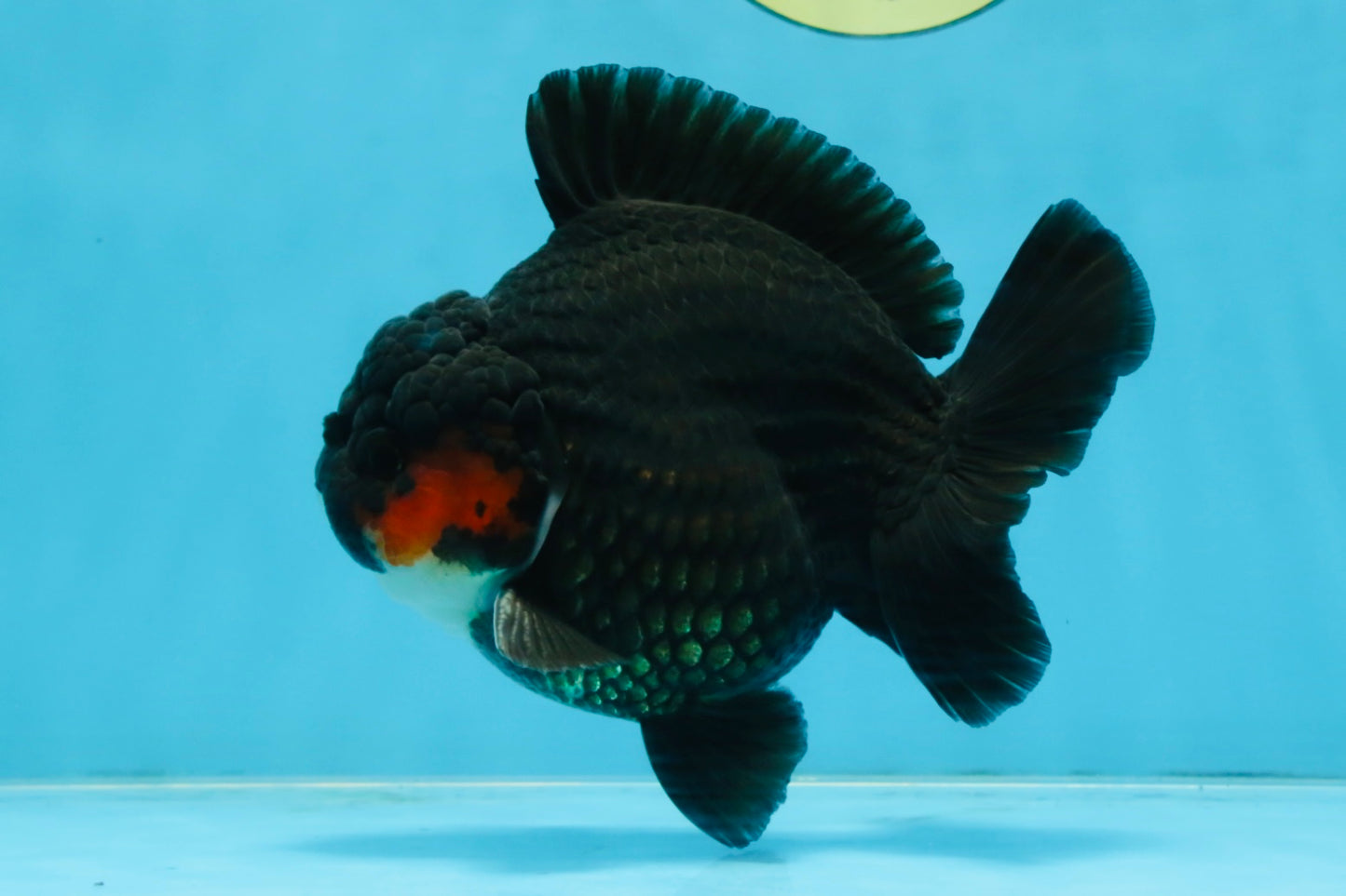 BATMAN A Grade Tricolor Yuanbao Male 5 inches #110725YB_08
