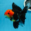 AAA Grade Tricolor Oranda Female 5 inches #0830OR_07