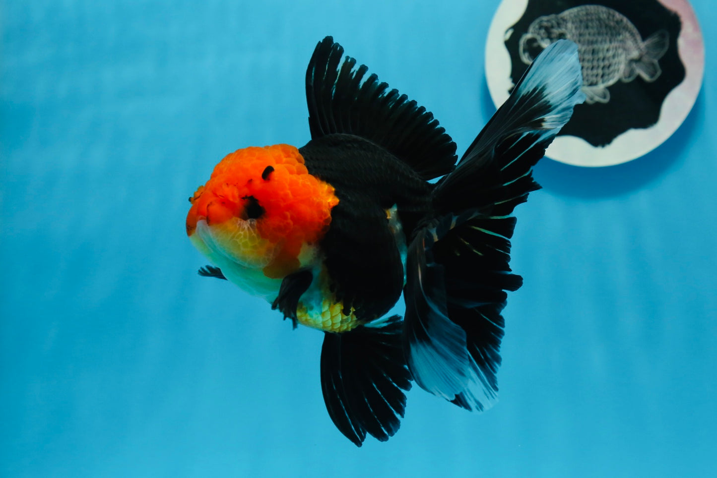 AAA Grade Tricolor Oranda Female 5 inches #0830OR_07