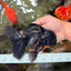 AAA Grade Kirin Oranda Male 6.5 inches #070626OR_14