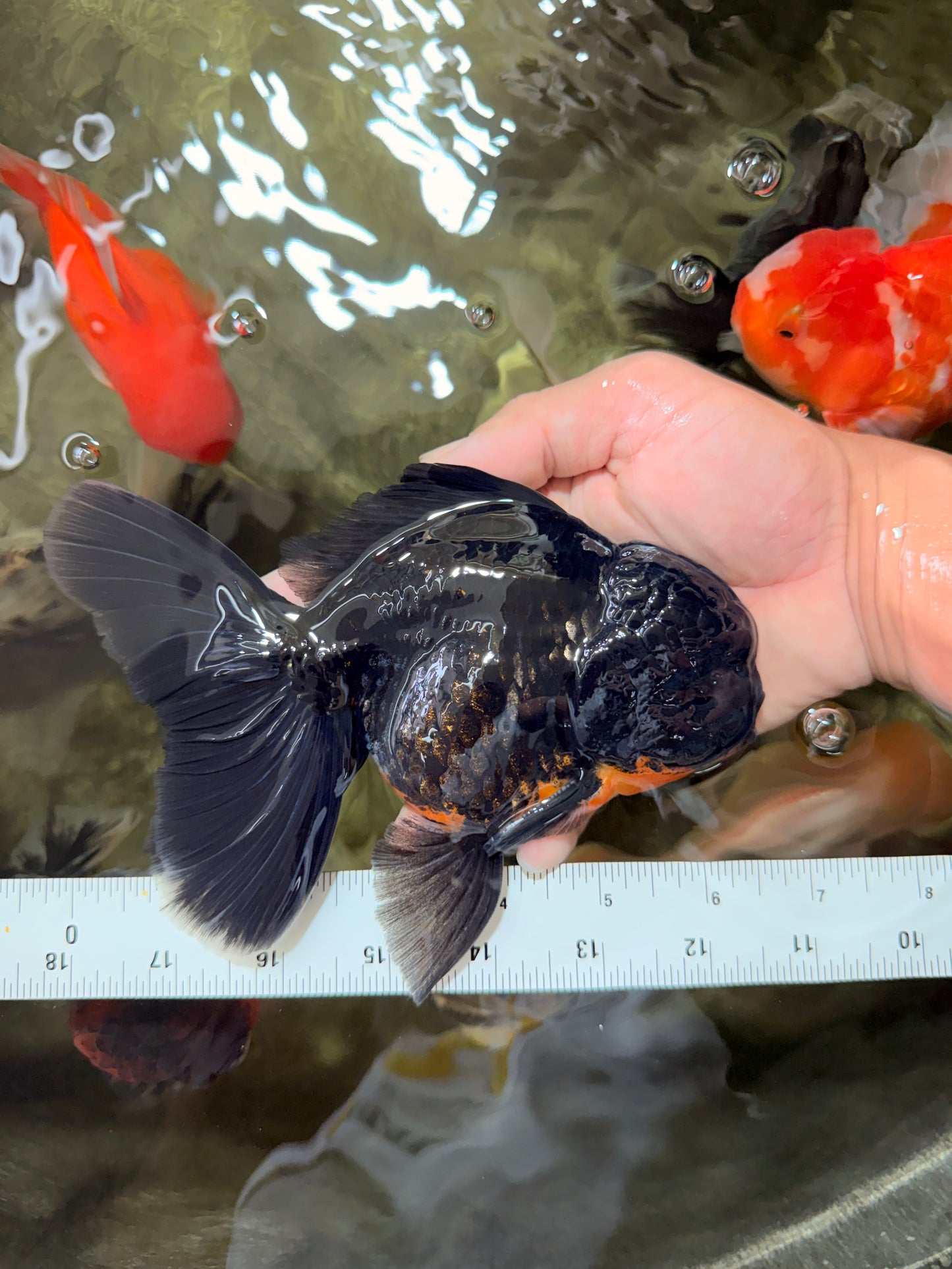 AAA Grade Kirin Oranda Male 6.5 inches #070626OR_14