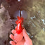 A Grade Red White Oranda Male 5.5 inches #071726OR_30