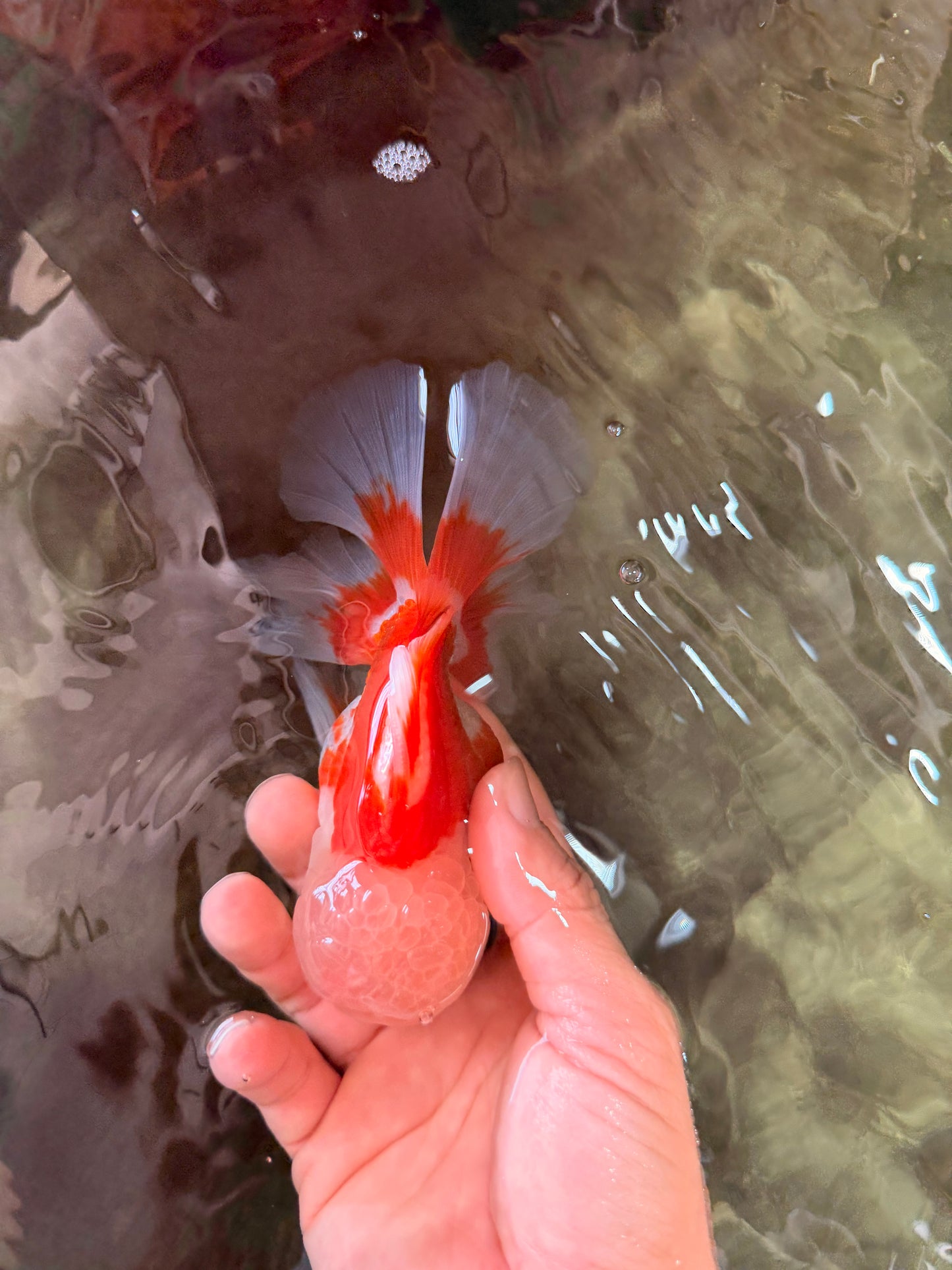 A Grade Red White Oranda Male 5.5 inches #071726OR_30
