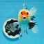 AAA Grade Tricolor Oranda Male 4.5-5 inches #0830OR_18