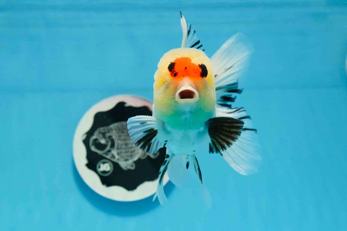 AAA Grade Tricolor Oranda Male 4.5-5 inches #0830OR_18