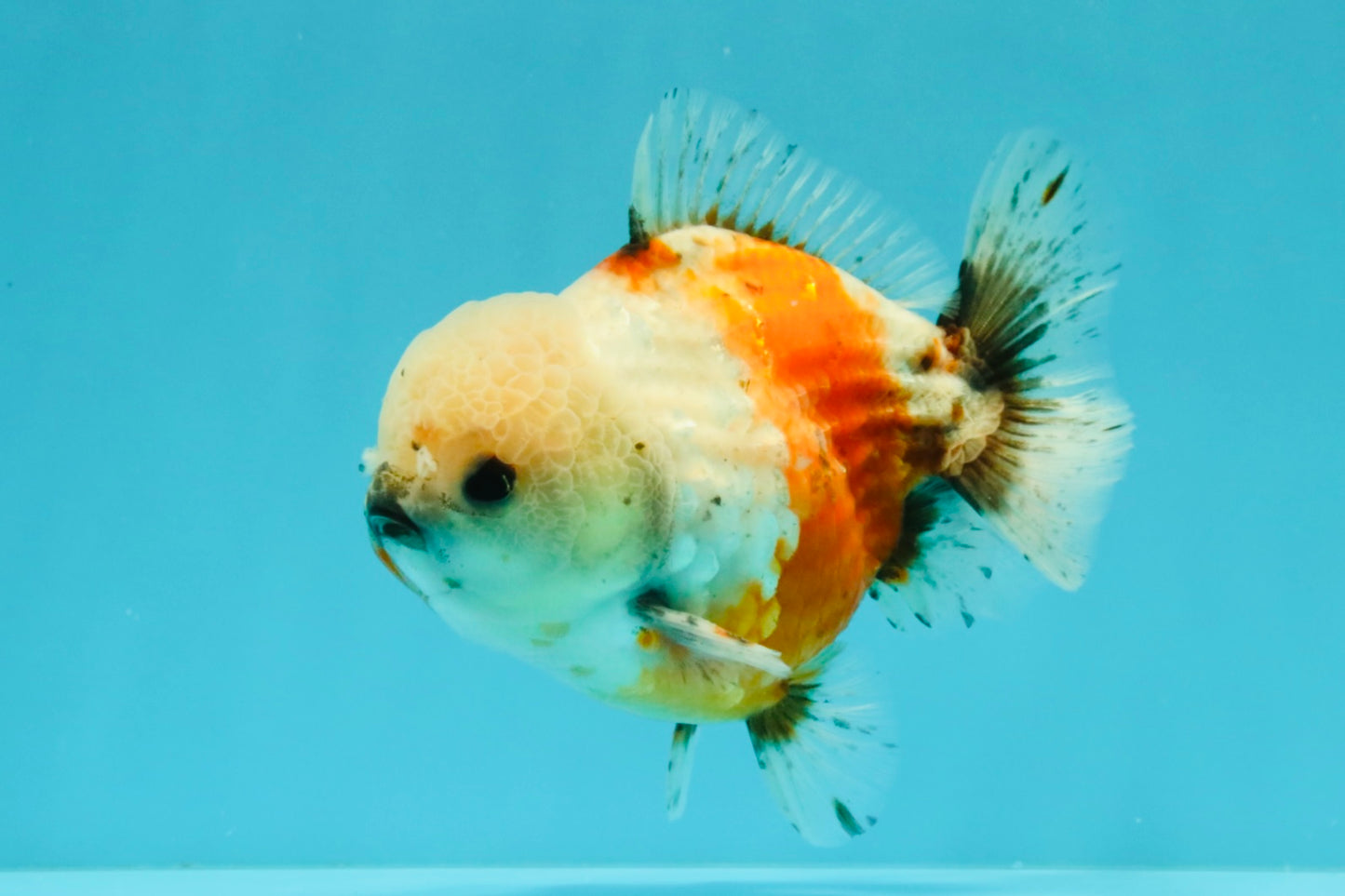 A Grade Sakura Yuanbao Male 5.5 inches #032026YB_23