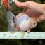 A Grade Marble Oranda Male 5-5.5 inches #050126OR_11