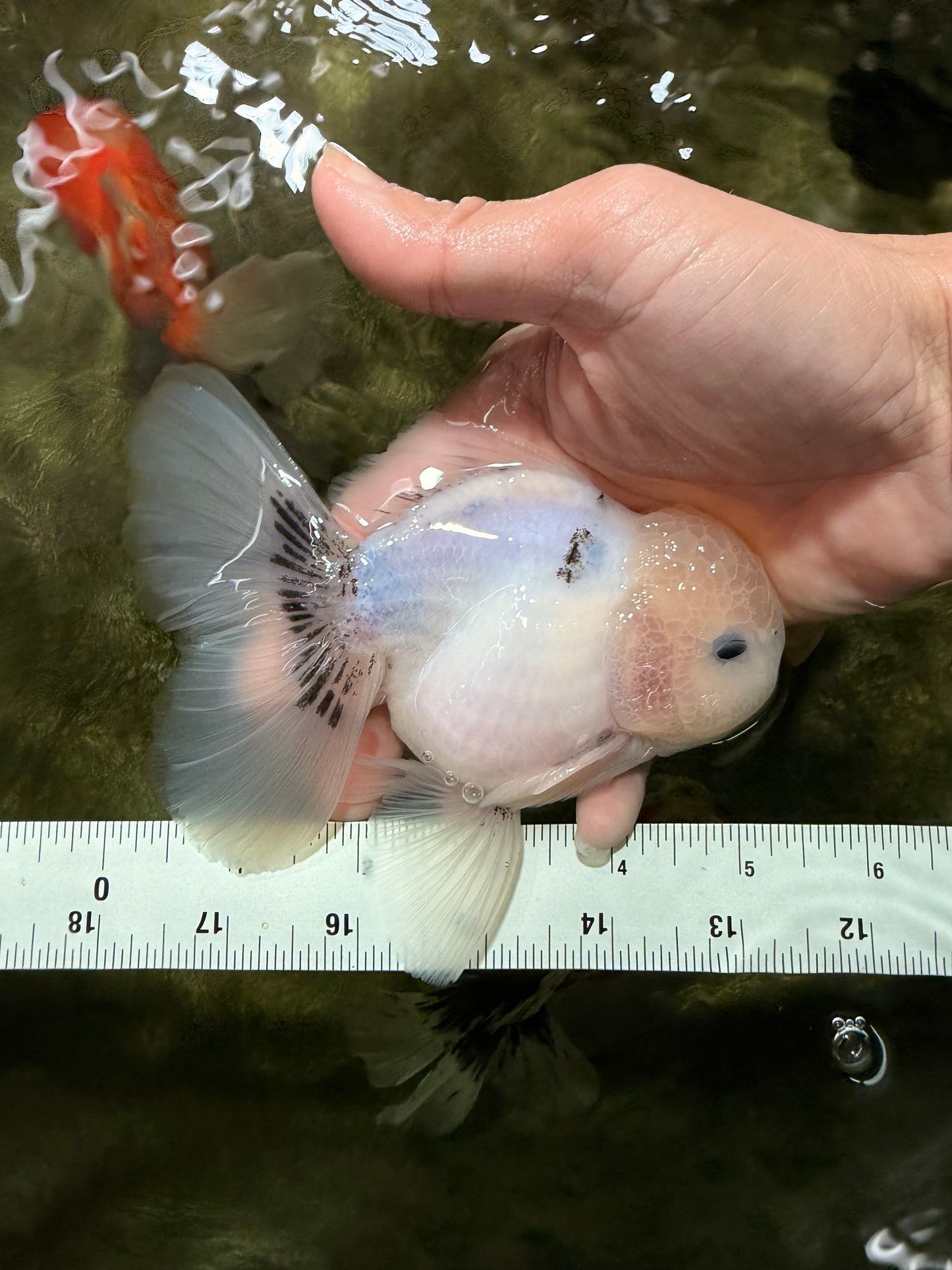 A Grade Marble Oranda Male 5-5.5 inches #050126OR_11