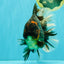 AAA Grade Broadtail Tiger Oranda Male 7.5 inches #073126OR_02
