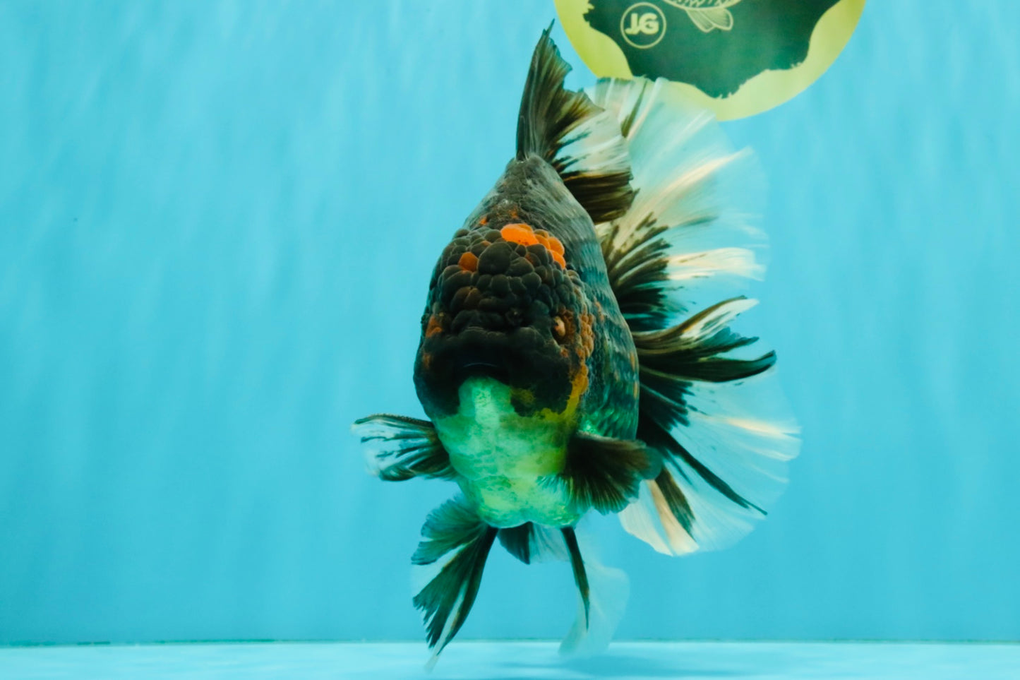 AAA Grade Broadtail Tiger Oranda Male 7.5 inches #073126OR_02