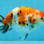 A Grade Tricolor Sakura Chinese Ranchu Male 4.5-5 inches #112125RC_15