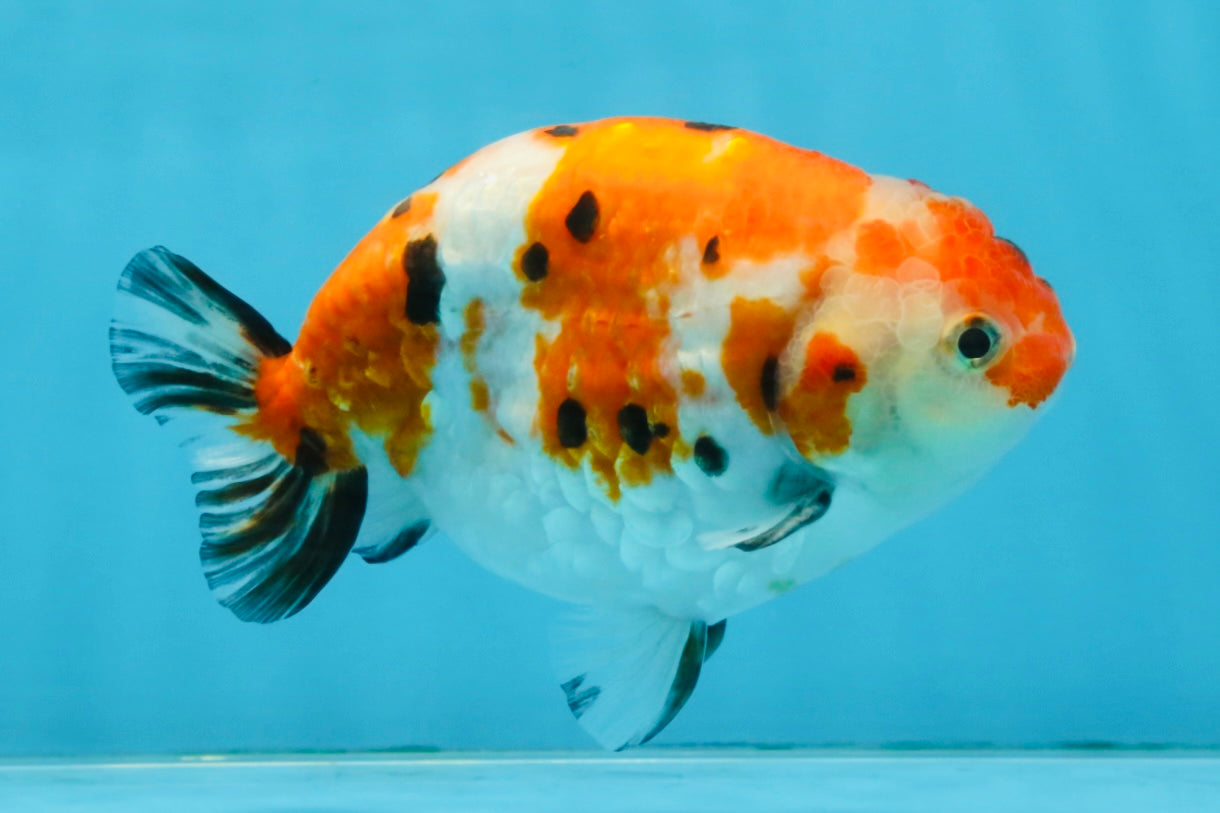 A Grade Tricolor Sakura Chinese Ranchu Male 4.5-5 inches #112125RC_15