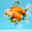 Show Grade Godzilla Oranda Female 6.5 inches #0804OR_15