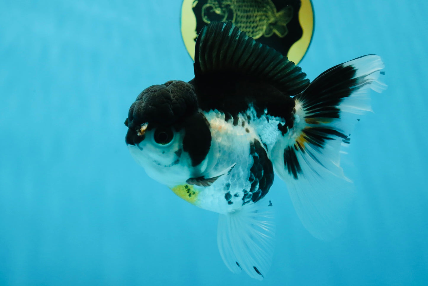 Panda Oranda Female 5-5.5 inches #053025OR_29