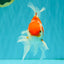 A Grade Kohaku Red White Oranda Male 6 inches #082826OR_15