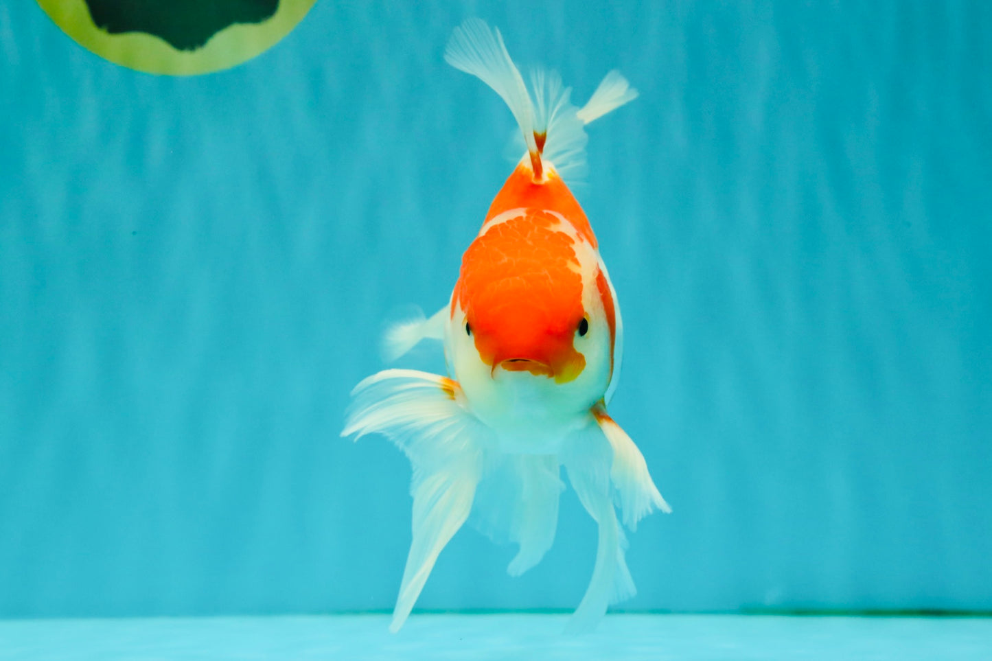 A Grade Kohaku Red White Oranda Male 6 inches #082826OR_15