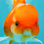 Sakura Oranda Female 5 inches #050126OR_06