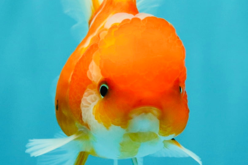 Sakura Oranda Female 5 inches #050126OR_06