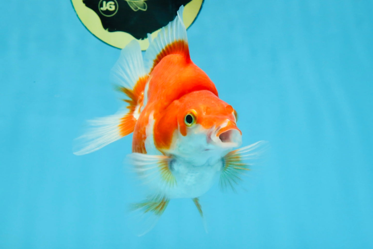 A Grade Red White Ryukin Female 4.5 inches #111425RK_10