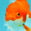 A Grade Red White Oranda Female 6.5-7 inches #050826OR_06