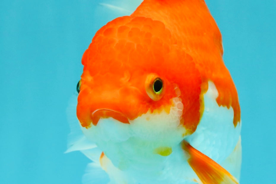 A Grade Red White Oranda Female 6.5-7 inches #050826OR_06