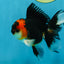 A Grade Young Tricolor Oranda Male 4.5 inches #061325_04