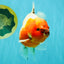 A Grade Sakura Oranda Male 6.5-7 inches #080726OR_15