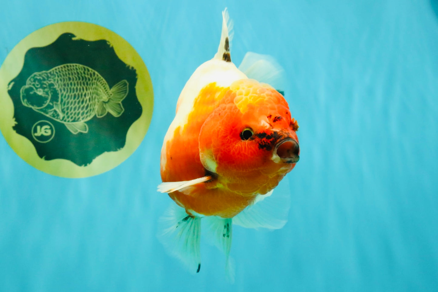 A Grade Sakura Oranda Male 6.5-7 inches #080726OR_15