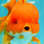 AAA Grade Red Oranda Female 6.5 inches #071026OR_24