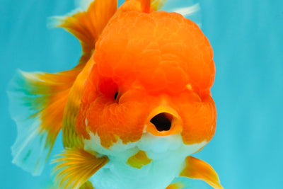 AAA Grade Red Oranda Female 6.5 inches #071026OR_24