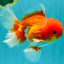 A Grade Red White Oranda Male 5.5 inches #080726OR_12