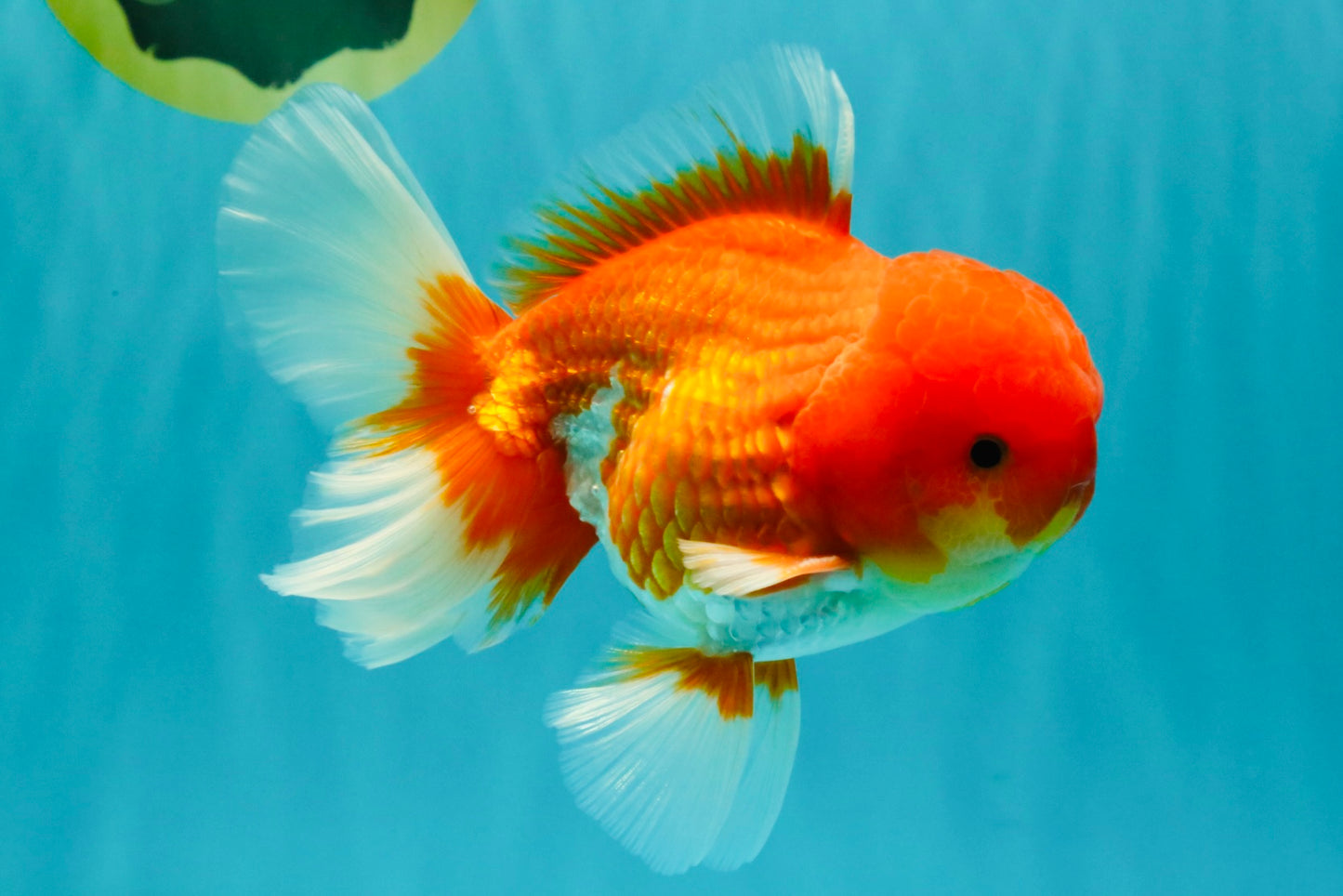 A Grade Red White Oranda Male 5.5 inches #080726OR_12
