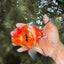 A Grade Sakura Oranda Male 5.5-6 inches #080726OR_19