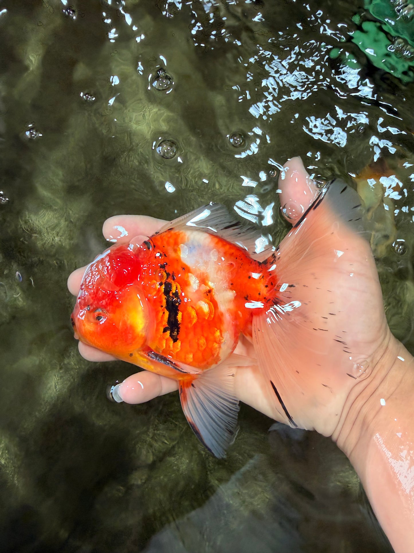 A Grade Sakura Oranda Male 5.5-6 inches #080726OR_19