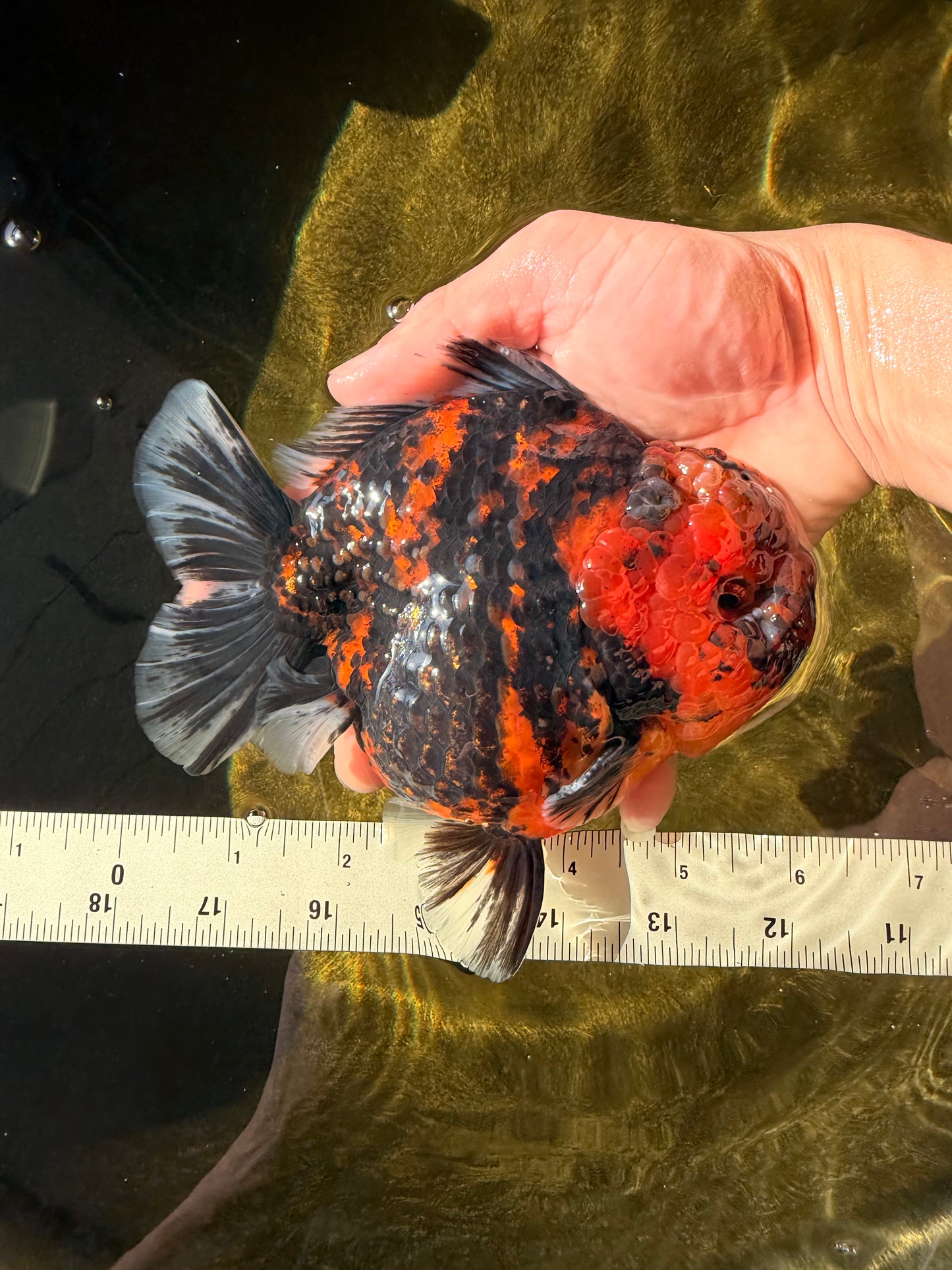 CHONKY AAA Grade Tiger Yuanbao Male 6 inches #032026YB_24