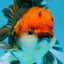 A Grade FANCY Tricolor Oranda Male 5.5 inches #082925OR_05