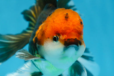 A Grade FANCY Tricolor Oranda Male 5.5 inches #082925OR_05